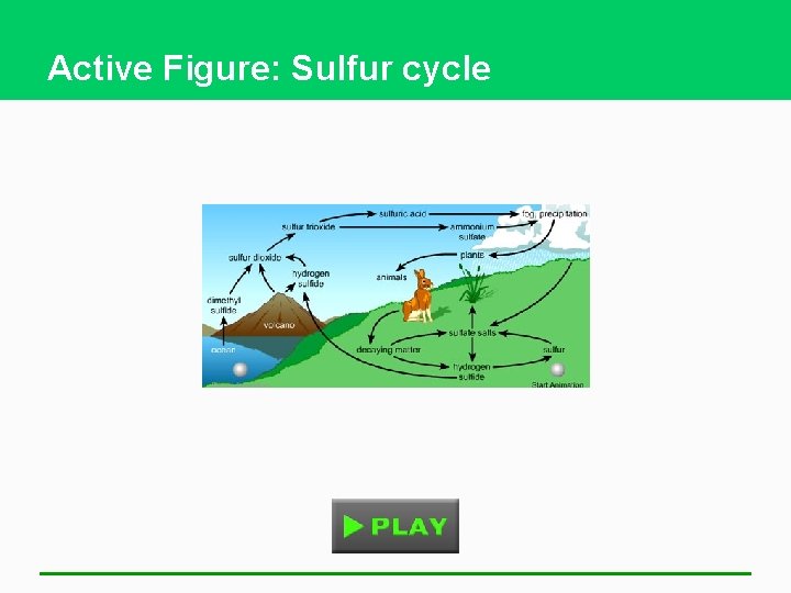 Active Figure: Sulfur cycle 