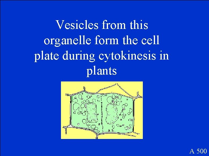 Vesicles from this organelle form the cell plate during cytokinesis in plants A 500