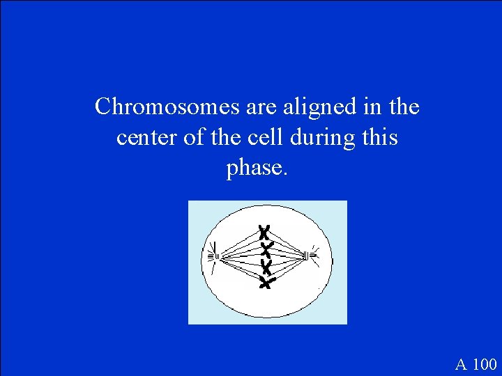 Chromosomes are aligned in the center of the cell during this phase. A 100