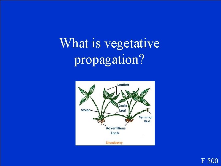 What is vegetative propagation? F 500 