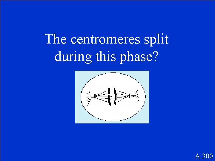 The centromeres split during this phase? A 300 The centromeres split during this phase? A 300