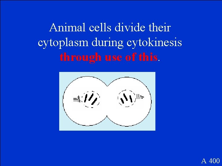 Animal cells divide their cytoplasm during cytokinesis through use of this. A 400 