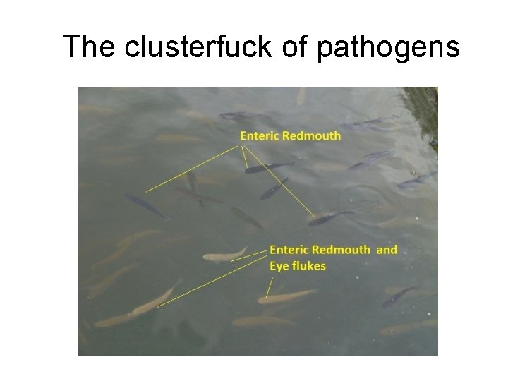 The clusterfuck of pathogens 