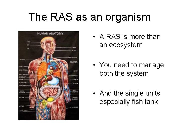 The RAS as an organism • A RAS is more than an ecosystem •