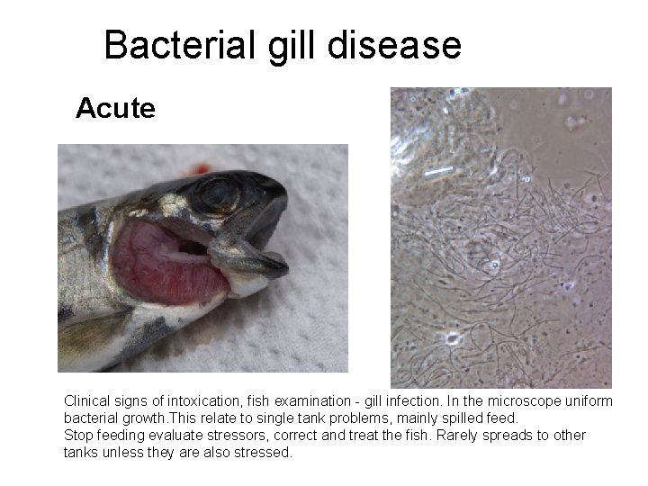 Bacterial gill disease Acute Clinical signs of intoxication, fish examination - gill infection. In