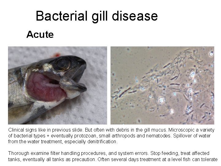 Bacterial gill disease Acute Clinical signs like in previous slide. But often with debris
