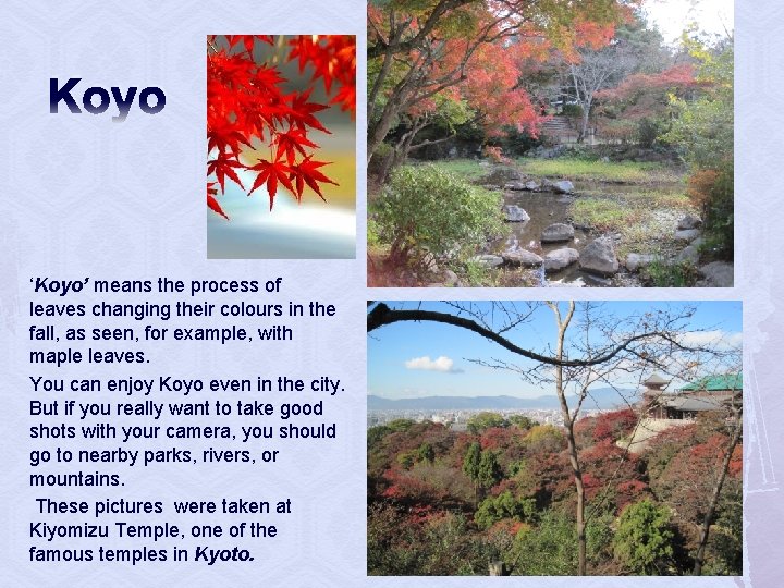 Koyo ‘Koyo’ means the process of leaves changing their colours in the fall, as