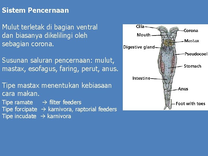 Sistem Pencernaan Mulut terletak di bagian ventral dan biasanya dikelilingi oleh sebagian corona. Susunan