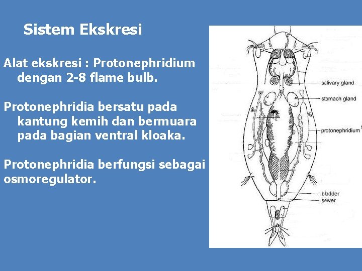 Sistem Ekskresi Alat ekskresi : Protonephridium dengan 2 -8 flame bulb. Protonephridia bersatu pada