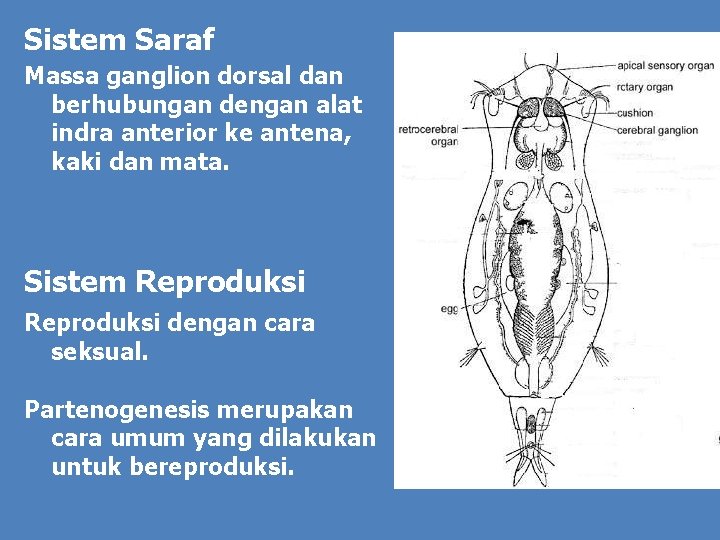 Sistem Saraf Massa ganglion dorsal dan berhubungan dengan alat indra anterior ke antena, kaki