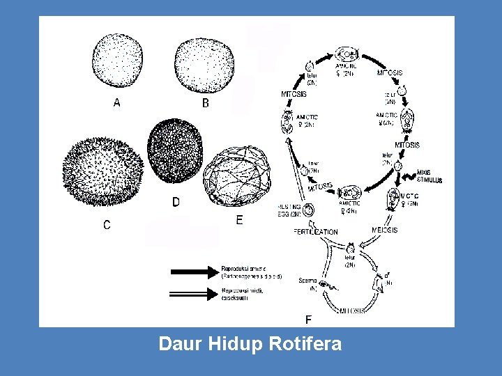 Daur Hidup Rotifera 
