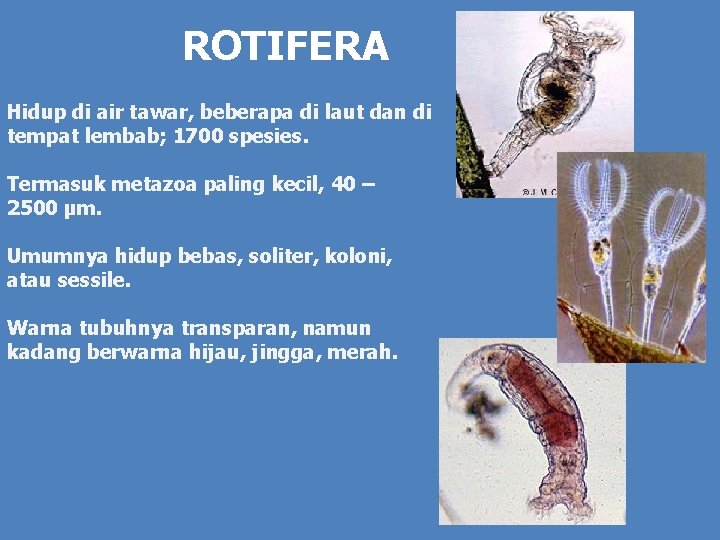 ROTIFERA Hidup di air tawar, beberapa di laut dan di tempat lembab; 1700 spesies.