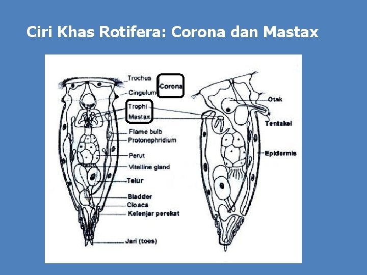 Ciri Khas Rotifera: Corona dan Mastax 