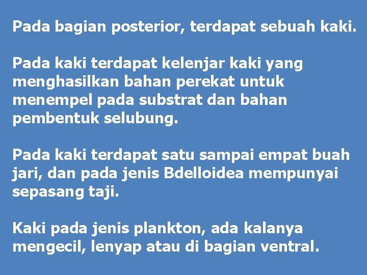 Pada bagian posterior, terdapat sebuah kaki. Pada kaki terdapat kelenjar kaki yang menghasilkan bahan