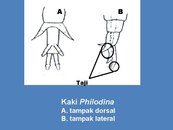 A B Taji Kaki Philodina A. tampak dorsal B. tampak lateral 