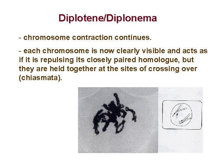 Diplotene/Diplonema - chromosome contraction continues. - each chromosome is now clearly visible and acts
