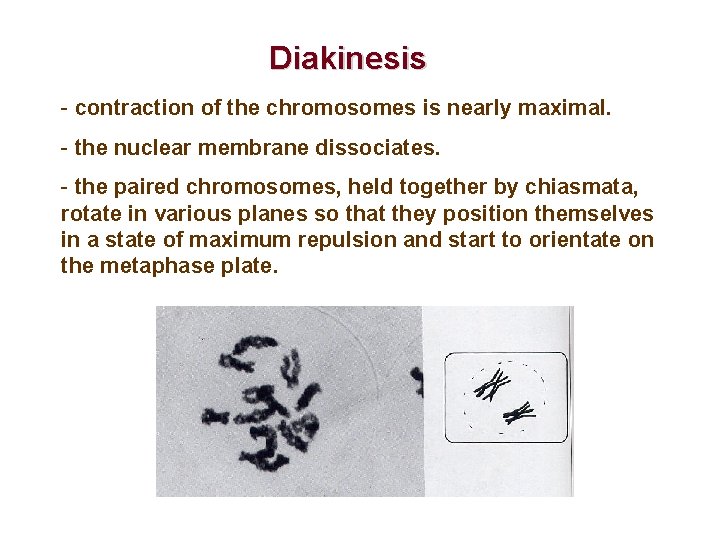 Diakinesis - contraction of the chromosomes is nearly maximal. - the nuclear membrane dissociates.