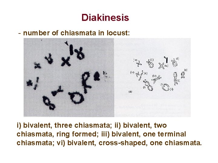 Diakinesis - number of chiasmata in locust: i) bivalent, three chiasmata; ii) bivalent, two