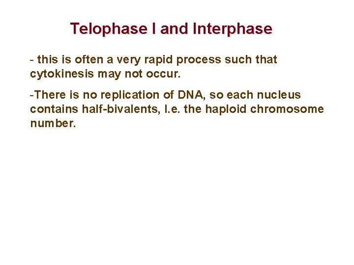 Telophase I and Interphase - this is often a very rapid process such that