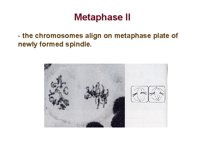 Metaphase II - the chromosomes align on metaphase plate of newly formed spindle. 