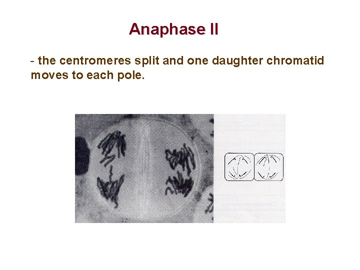 Anaphase II - the centromeres split and one daughter chromatid moves to each pole.