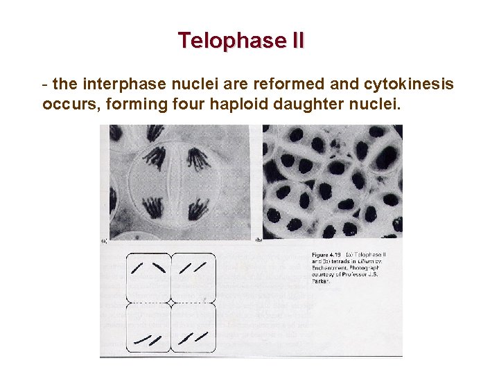 Telophase II - the interphase nuclei are reformed and cytokinesis occurs, forming four haploid