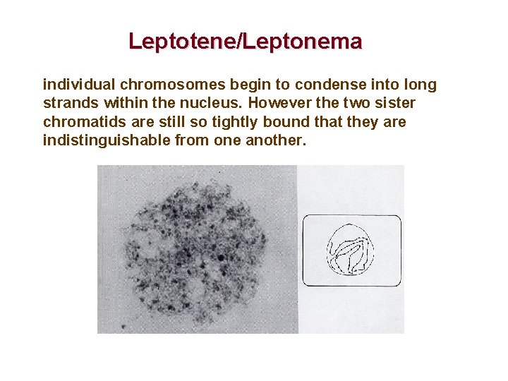 Leptotene/Leptonema individual chromosomes begin to condense into long strands within the nucleus. However the