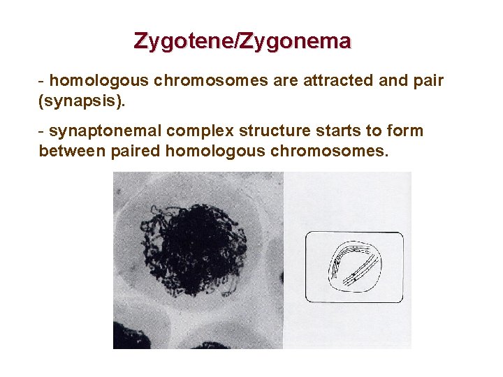 Zygotene/Zygonema - homologous chromosomes are attracted and pair (synapsis). - synaptonemal complex structure starts