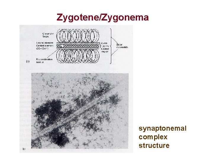 Zygotene/Zygonema synaptonemal complex structure 