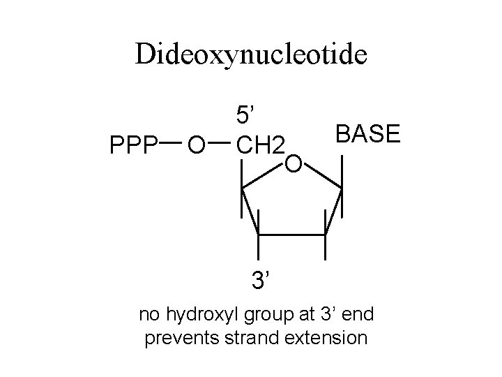 Dideoxynucleotide PPP O 5’ CH 2 O BASE 3’ no hydroxyl group at 3’