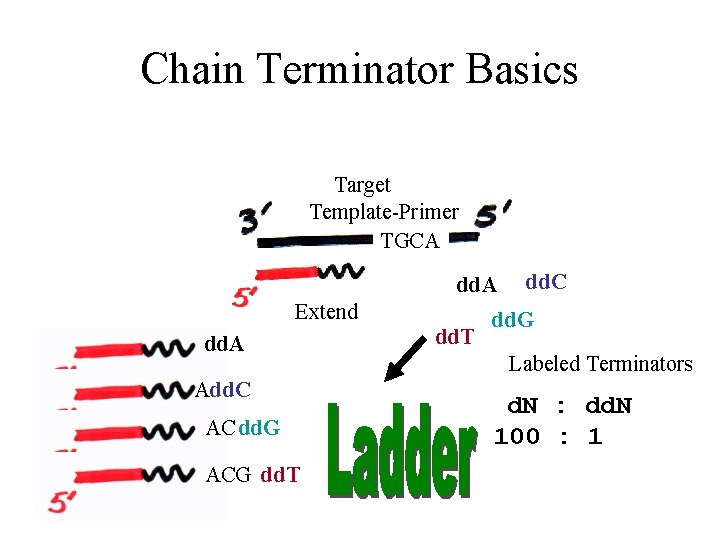Chain Terminator Basics Target Template-Primer TGCA dd. A Extend dd. A Add. C AC