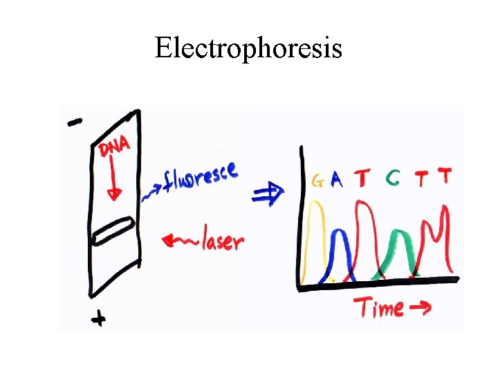 Electrophoresis 