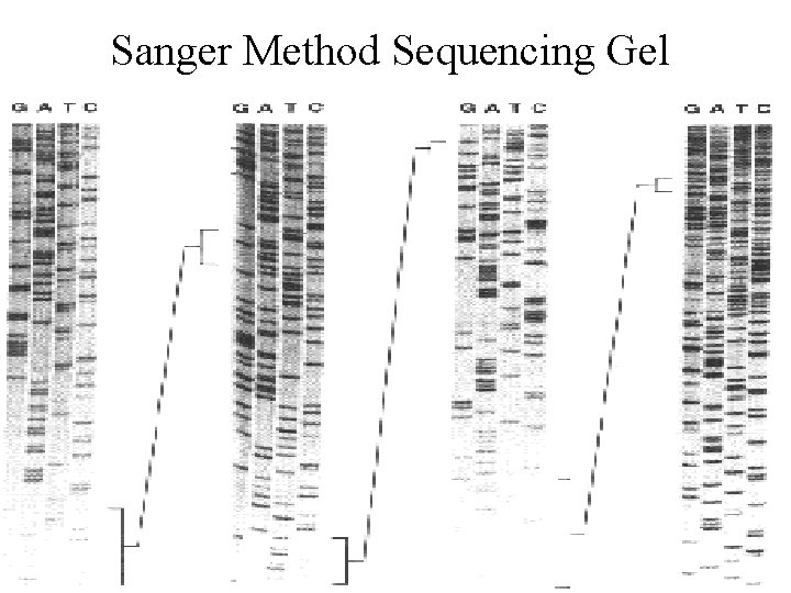 Sanger Method Sequencing Gel 