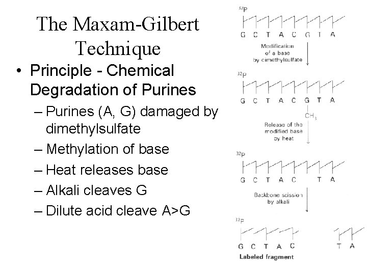 The Maxam-Gilbert Technique • Principle - Chemical Degradation of Purines – Purines (A, G)