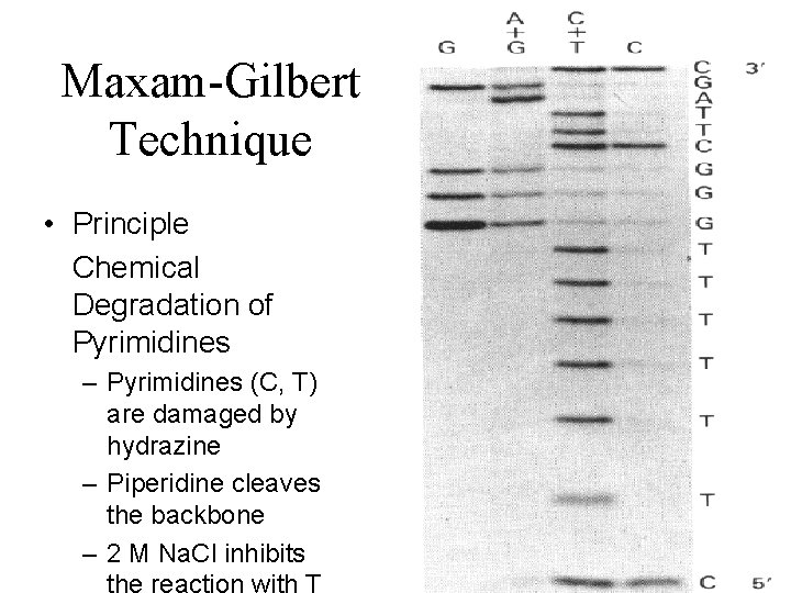 Maxam-Gilbert Technique • Principle Chemical Degradation of Pyrimidines – Pyrimidines (C, T) are damaged