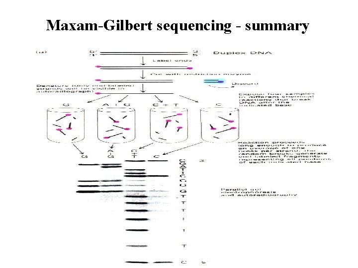 Maxam-Gilbert sequencing - summary 