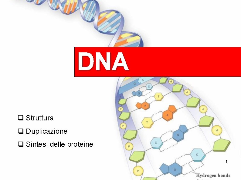 DNA q Struttura q Duplicazione q Sintesi delle proteine 1 