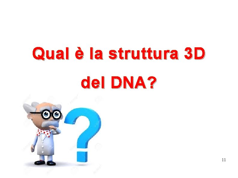 Qual è la struttura 3 D del DNA? 11 