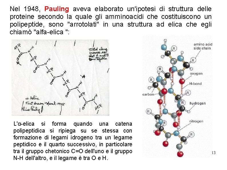 Nel 1948, Pauling aveva elaborato un'ipotesi di struttura delle proteine secondo la quale gli