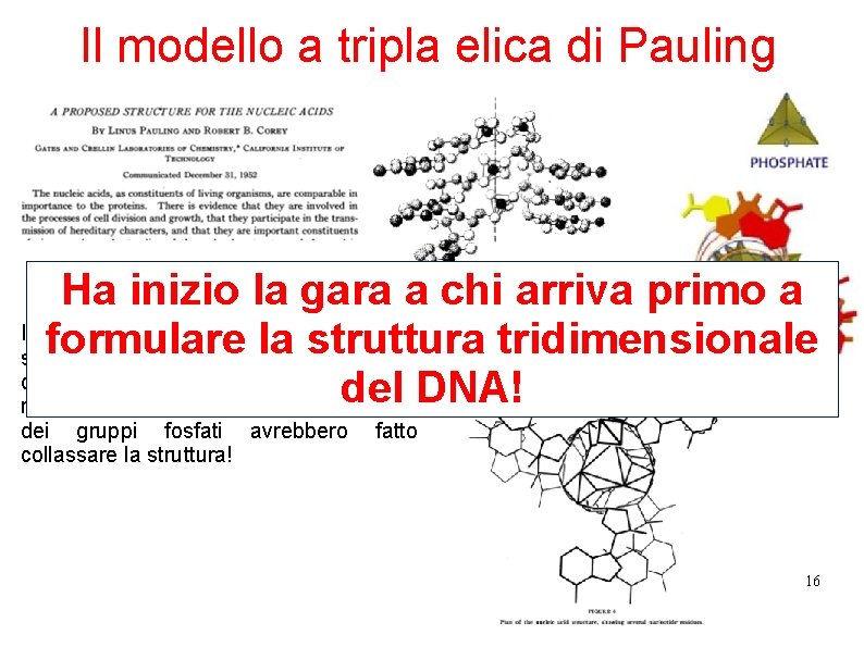 Il modello a tripla elica di Pauling Ha inizio la gara a chi arriva