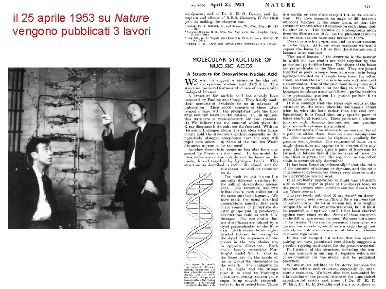 il 25 aprile 1953 su Nature vengono pubblicati 3 lavori 