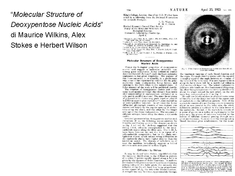 “Molecular Structure of Deoxypentose Nucleic Acids” di Maurice Wilkins, Alex Stokes e Herbert Wilson