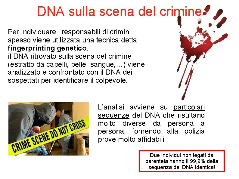 DNA sulla scena del crimine Per individuare i responsabili di crimini spesso viene utilizzata