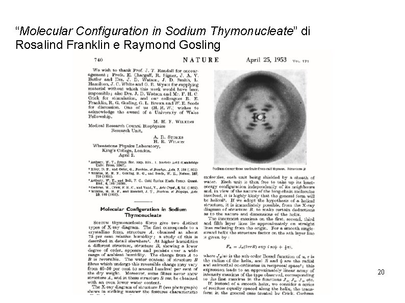 “Molecular Configuration in Sodium Thymonucleate” di Rosalind Franklin e Raymond Gosling 20 