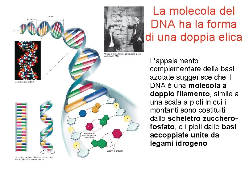 La molecola del DNA ha la forma di una doppia elica L’appaiamento complementare delle