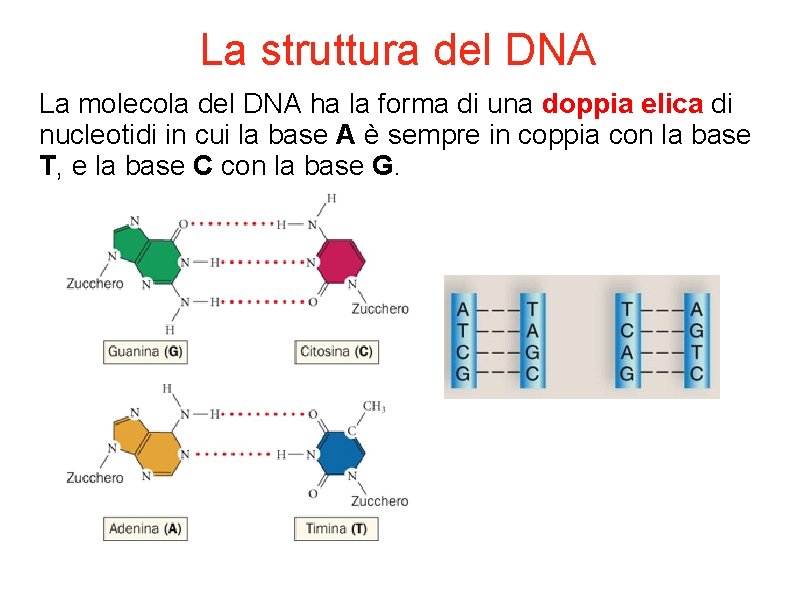 La struttura del DNA La molecola del DNA ha la forma di una doppia