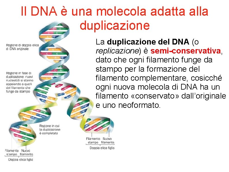 Il DNA è una molecola adatta alla duplicazione La duplicazione del DNA (o replicazione)