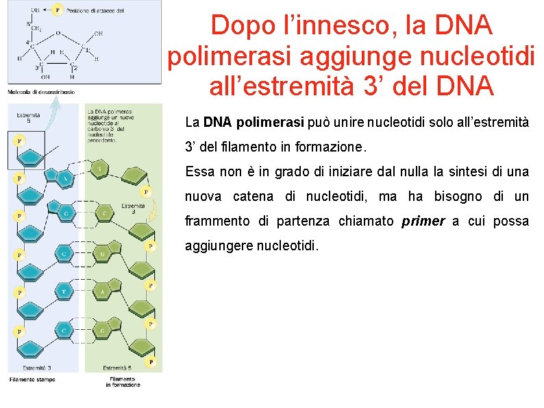 Dopo l’innesco, la DNA polimerasi aggiunge nucleotidi all’estremità 3’ del DNA La DNA polimerasi