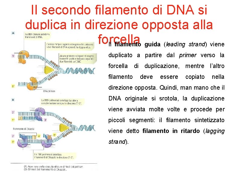 Il secondo filamento di DNA si duplica in direzione opposta alla forcella Il filamento