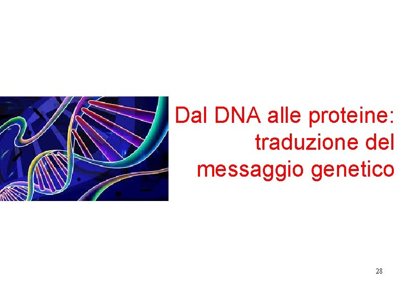 Dal DNA alle proteine: traduzione del messaggio genetico 28 